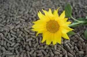 Sunflower Pellets for Biomass Energy