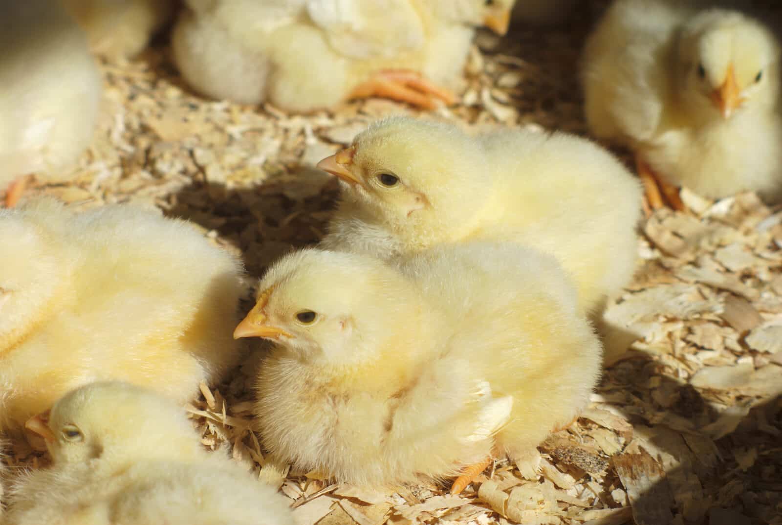 The Benefits of Pine Wood Shavings for Poultry Cozy Coops and Healthy