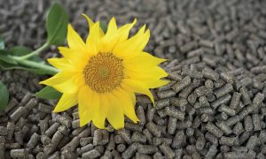 Sunflower Pellets for Home Heating