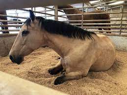 Horse Bedding