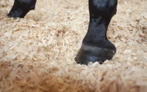 Reuse Horse Bedding