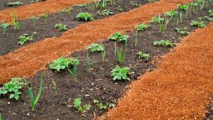 Wood Shavings in Agriculture